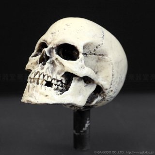 聖飢魔II 地球デビュー35周年記念 特設ページ | 楽器堂オンラインショップ